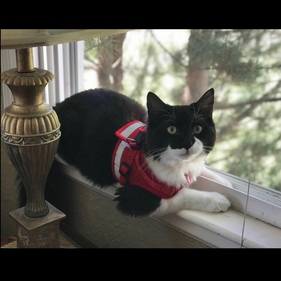 Cat Harness W. Leash (Fits 4-8 LB Cat) - Picture 2 of 5